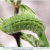 polyommatus agrodiaetus damon daut larva4b